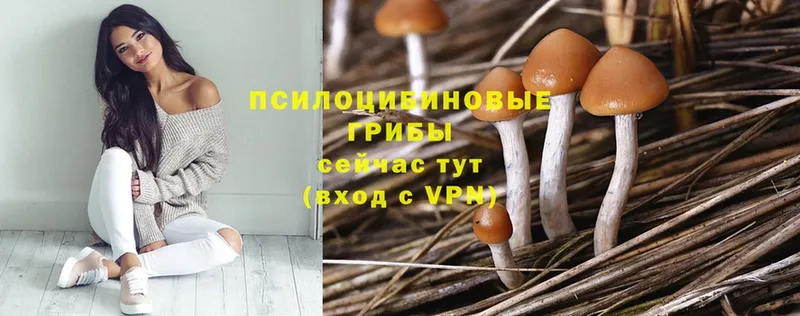 Галлюциногенные грибы Psilocybine cubensis  сколько стоит  Нолинск 